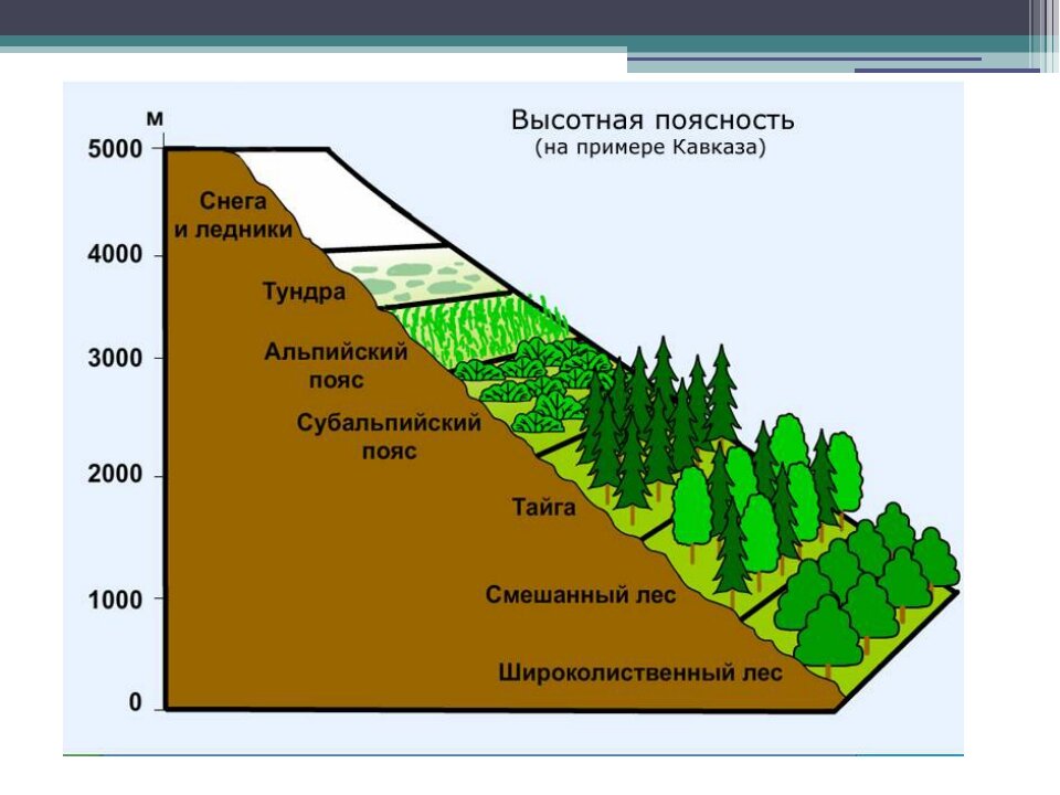 Тайга высота над уровнем моря. Природные зоны России Высотная поясность. Субтропики Высотная поясность. Широтная зональность Выстоной полярности. Высотная поясность географический пояс.