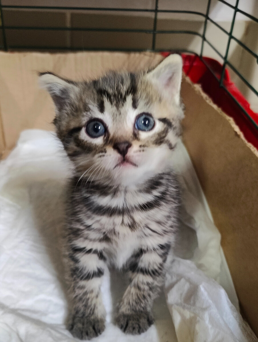 Нужен дом котёнку с дач. Мальчик. 1,5 месяца. СПб и ЛО. Тосно. |  Animalrescueed | Дзен