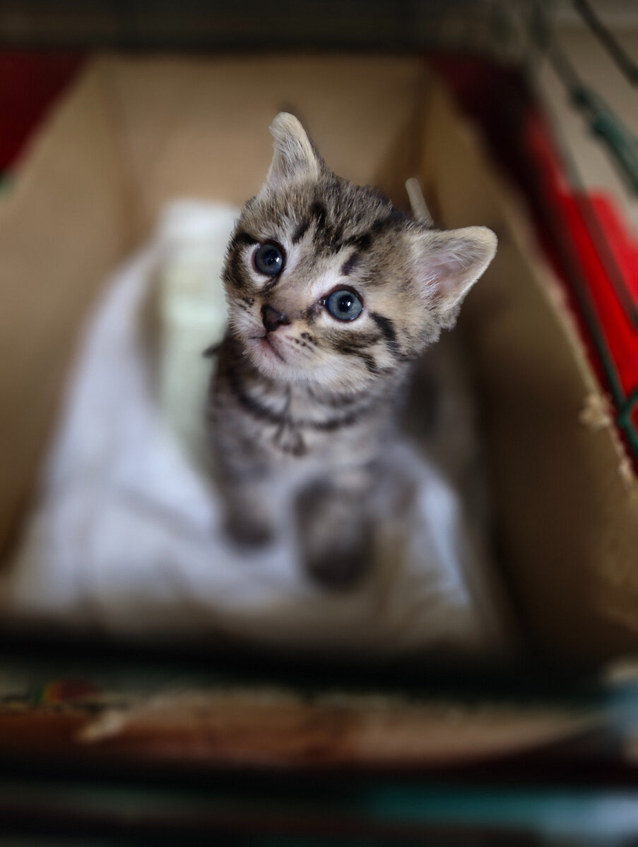 Нужен дом котёнку с дач. Мальчик. 1,5 месяца. СПб и ЛО. Тосно. |  Animalrescueed | Дзен