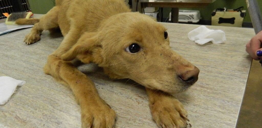 Парвовироз щенков: симптомы, лечение, профилактика парвовирусного энтерита собак | Royal Canin