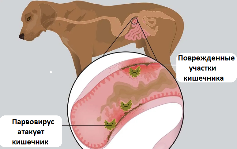 Парвовирусный энтерит собак. Диагностика. Лечение. Профилактика.