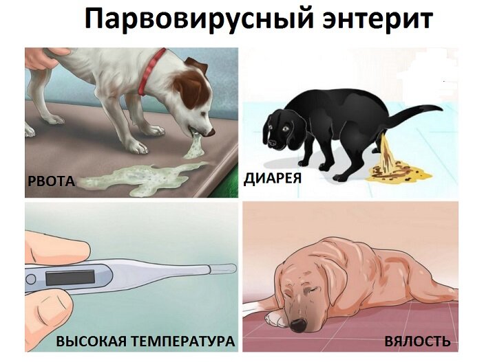 5 первых симптомов парвовируса у собаки - узнайте, как быстро распознать заболевание