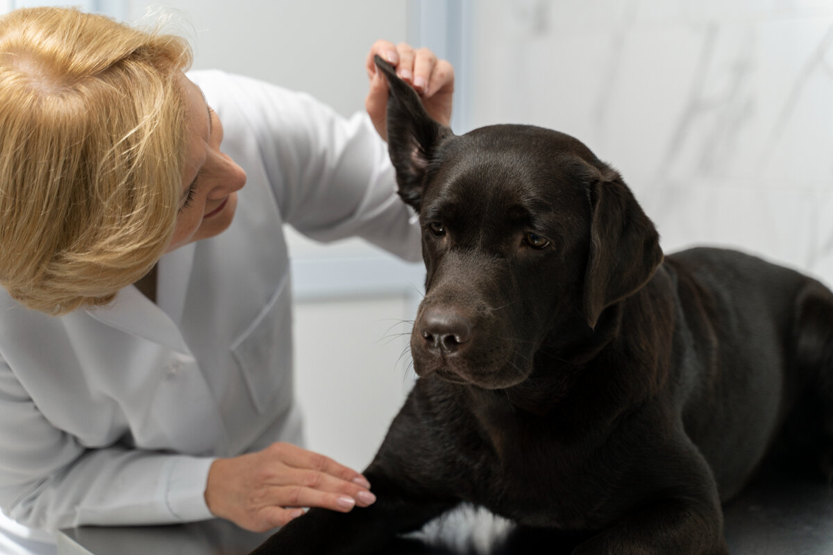 Изображение от <a href="https://ru.freepik.com/free-photo/close-up-doctor-checking-dog-s-ear_22881492.htm#query=%D1%81%D0%BE%D0%B1%D0%B0%D0%BA%D0%B0%20%D1%83%20%D0%B2%D0%B5%D1%82%D0%B5%D1%80%D0%B8%D0%BD%D0%B0%D1%80%D0%B0&position=43&from_view=search&track=ais">Freepik</a>