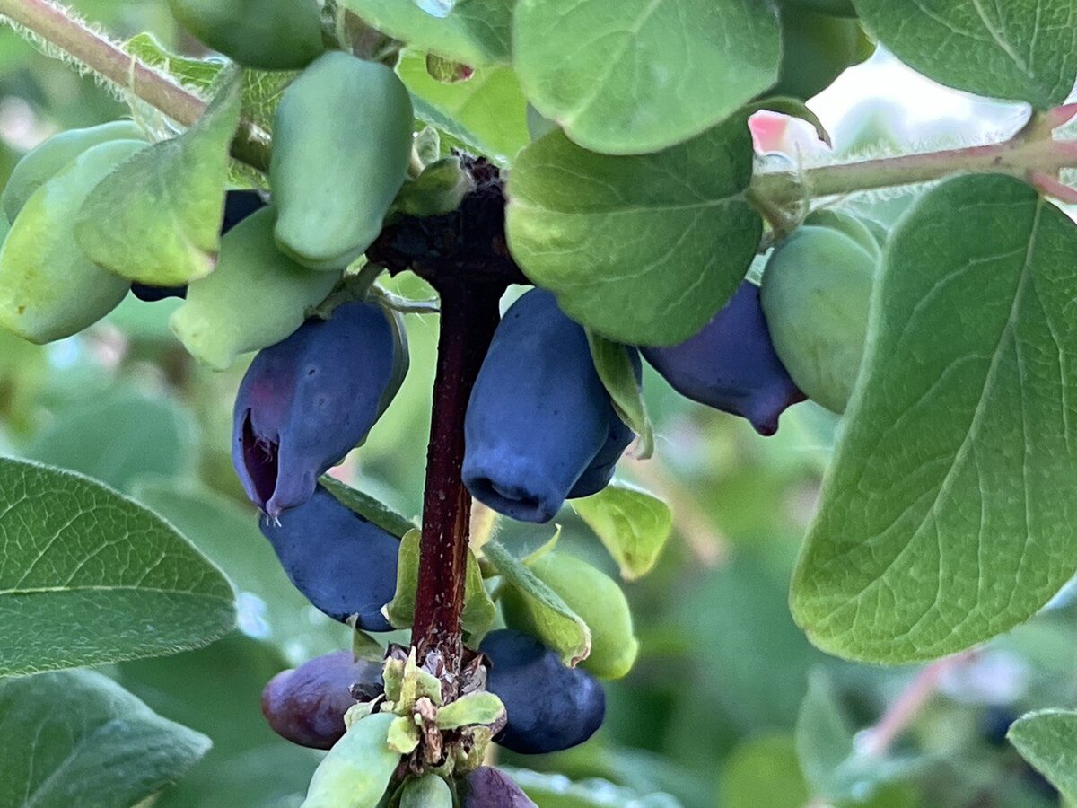 Ягоды жимолости