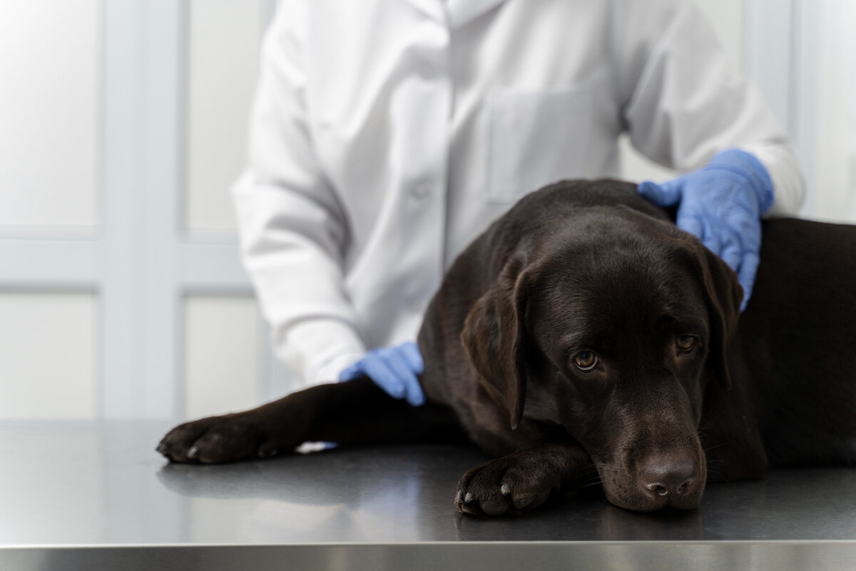 Артриты. Диагностика и лечение гнойных артритов у собак