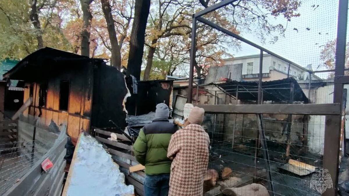    Фото: Telegram / МЧС Саратовской области