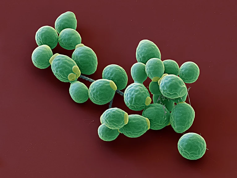 Candida albicans может играть определенную роль в регуляции иммунной системы. Иллюстрация: Eye Of Science/SPL