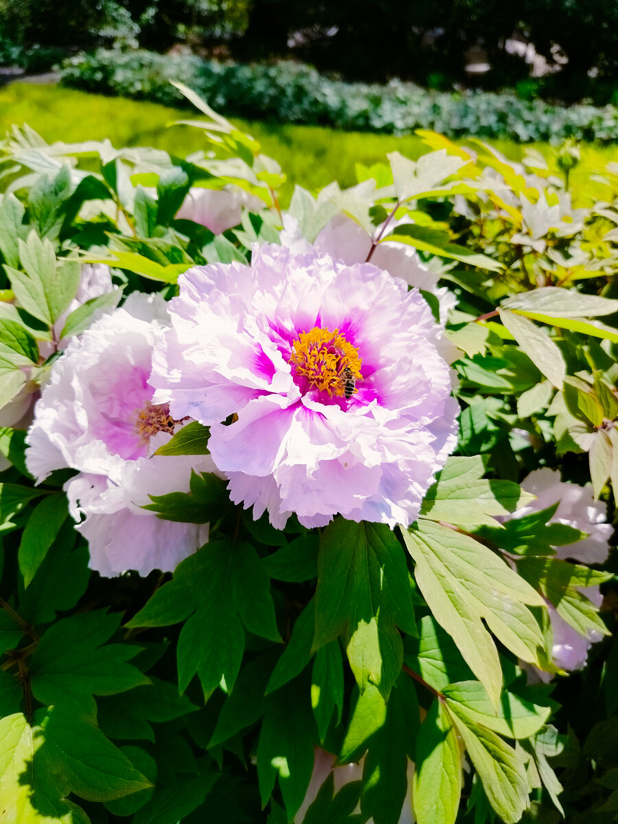 Древовидные пионы