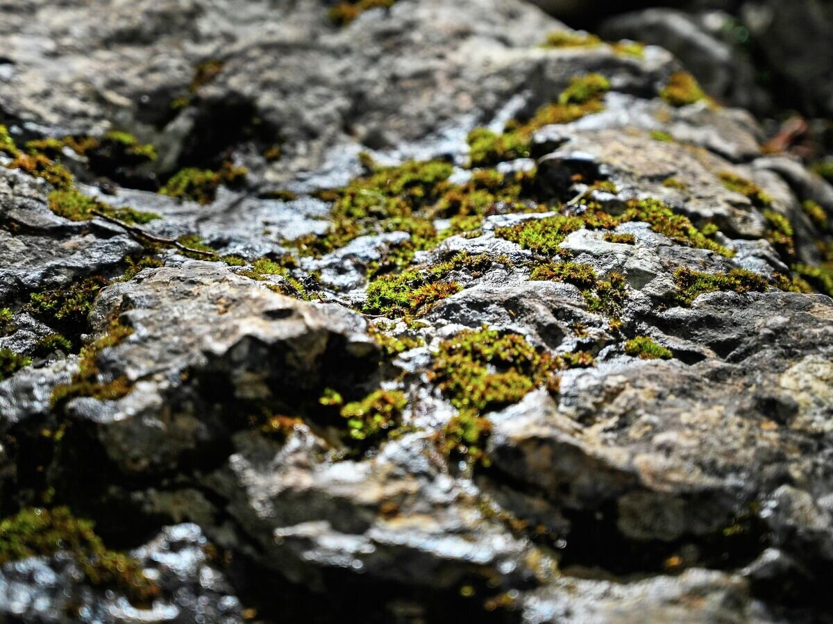    Мох на камнях в лесу по дороге на гору Ай-Петри в Крыму© РИА Новости / Рамиль Ситдиков