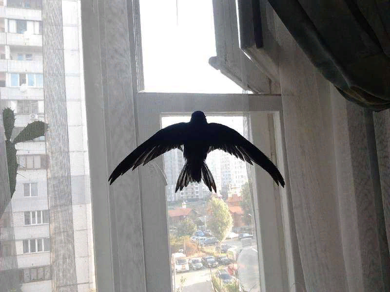 Птичка садится на окошко. Птица залетела в окно. Птицы на окна. Птица влетела в окно. Птица на балконе.