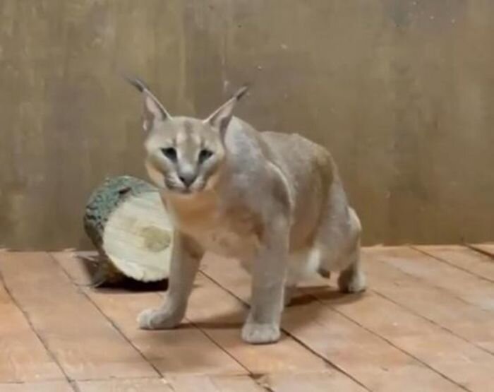 Источник фото: vk.com/rostov_zoo_official