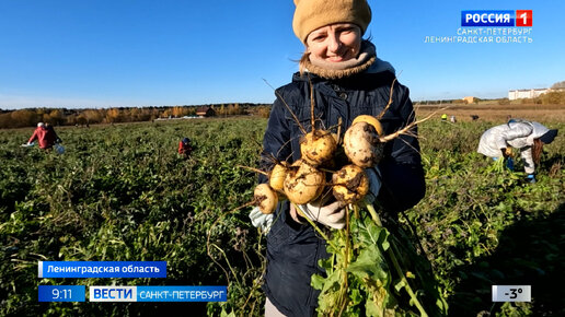 В Ленинградской области возрождают органическое земледелие