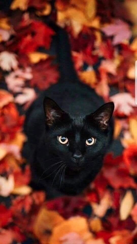  Во сне чёрная кошка может символизировать таинственность, загадочность и интуицию. Она может указывать на необходимость быть более осмотрительным и осторожным в своих делах.