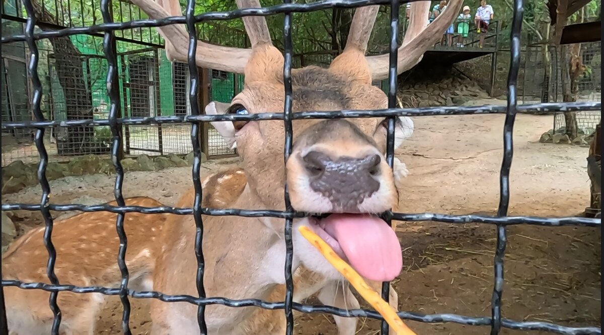 Ялтинский зоопарк 2024. Ялтинский зоопарк «сказка» ялта. Зоопарк сказка ялта. Ялтинский зоопарк. Крым ялта зоопарк сказка.