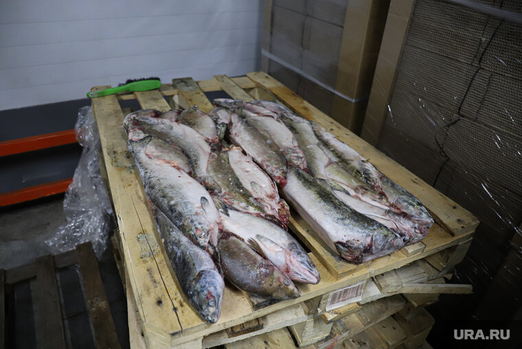    В замороженной рыбе обнаружены черви (фото из архива)