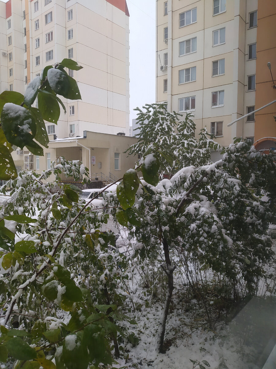 Нас утро встречает зимою