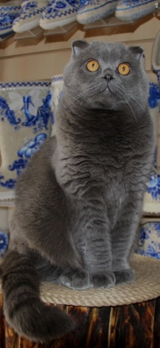 Талисман магазинчика)) Кот живой, настоящий😁Живёт там и в ус не дует)) 