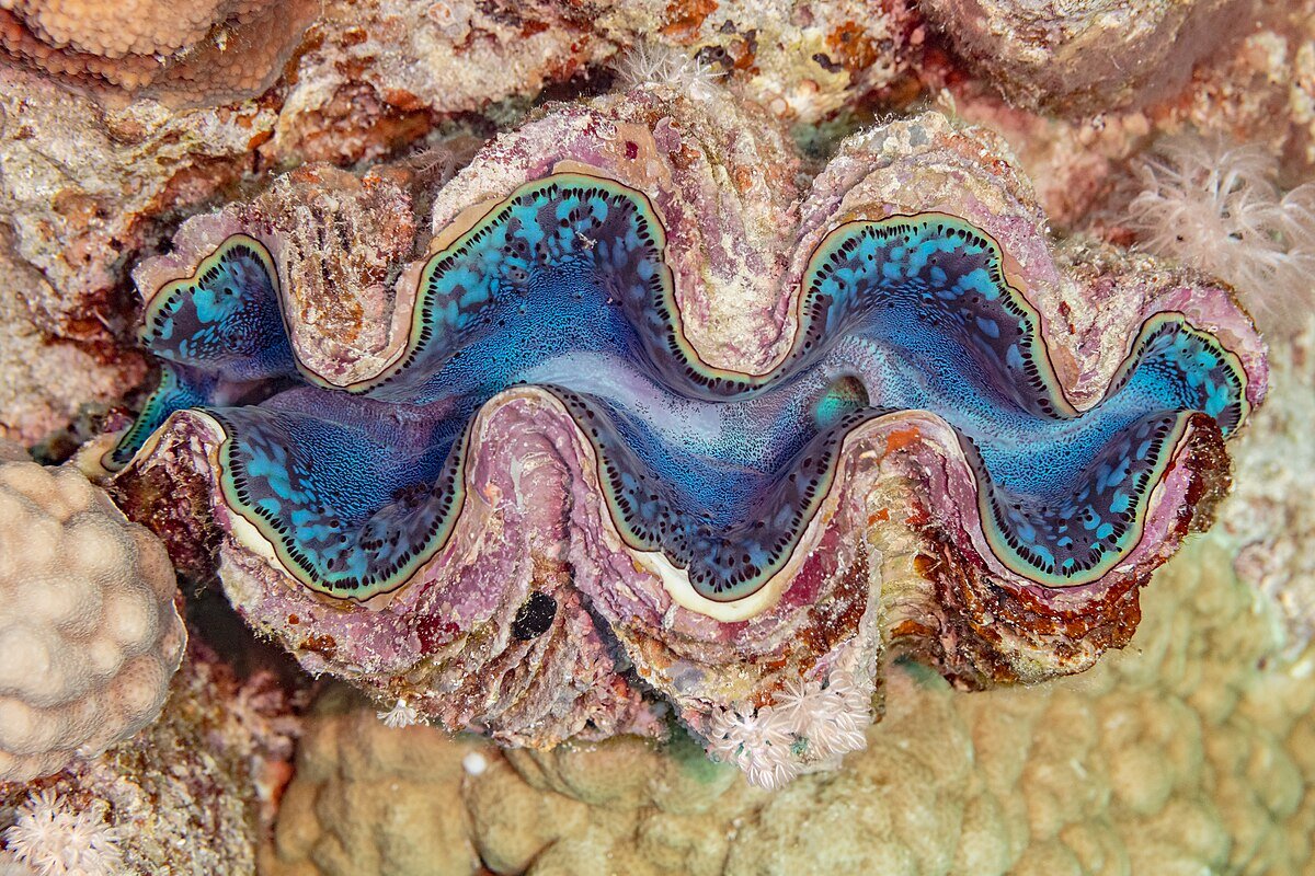 Из-за связи с водорослями цвет мантии тридакны становится ярко-голубым. 