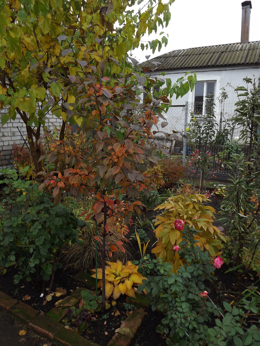 На переднем плане в центре - яблоня декоративная 'Coccinella', конец октября 2023, высота более 2-х метров. Посажена в начале ноября 2021-го 2-летним прутиком в один ствол.