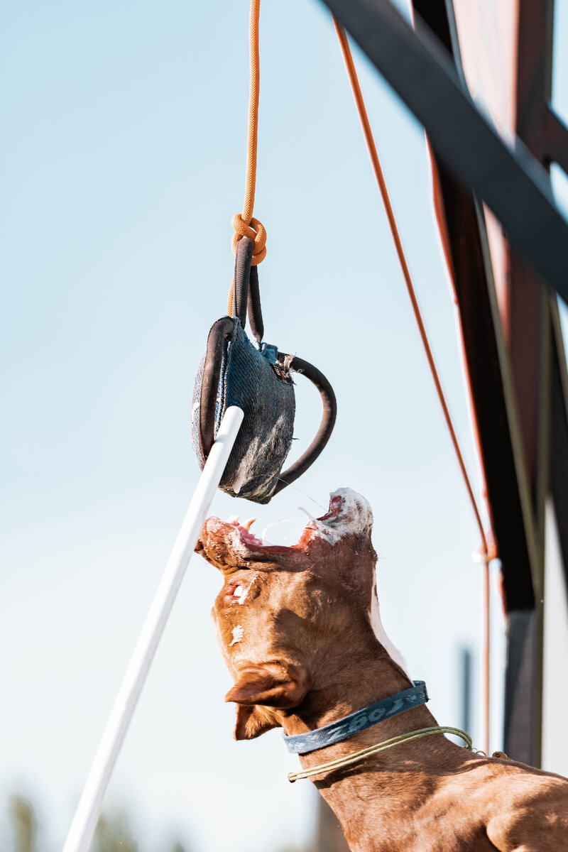 Питбуль Сэм на безопорном прыжке в высоту 