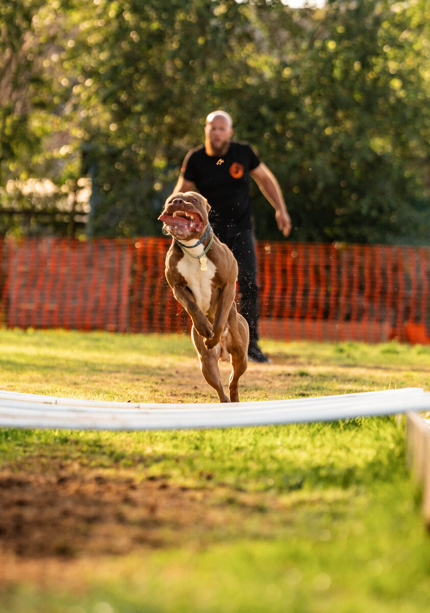 Питбуль Сэм на прыжке в длину 