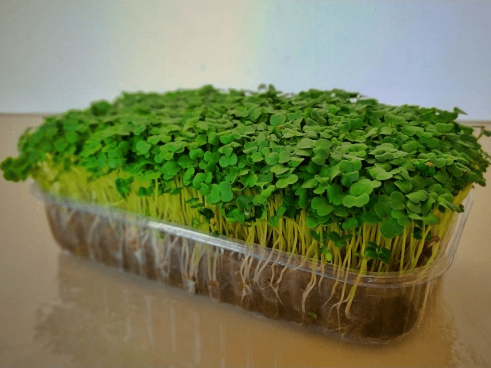 Микрозелень горчицы | Фото автора