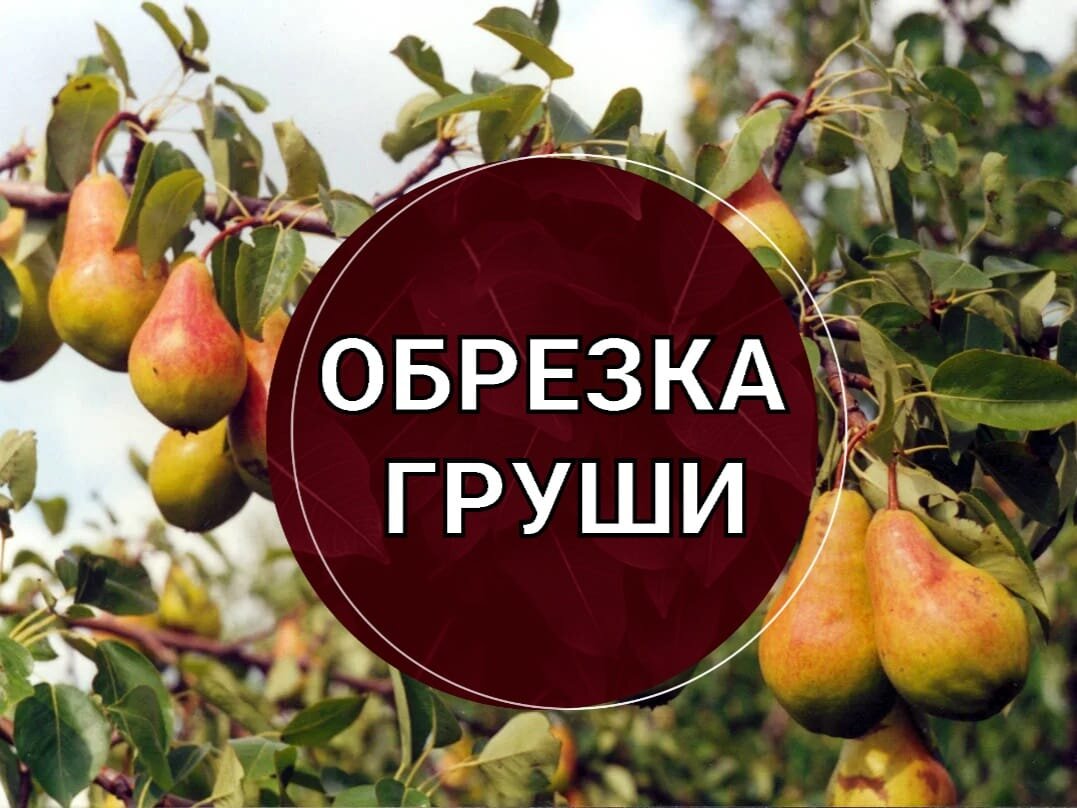 Обрезка груши. 🍐 Осенью или весной? | Питомник Росток 🌱 | Дзен