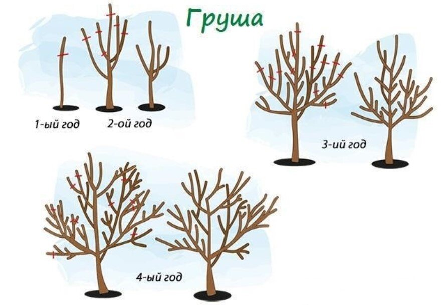 Сегодня мы продолжаем тему правильной обрезки груш, и расскажем о том, как обрезка деревья разного возраста.

Итак, вы посадили дерево нужно вам сорта. Что дальше?-2