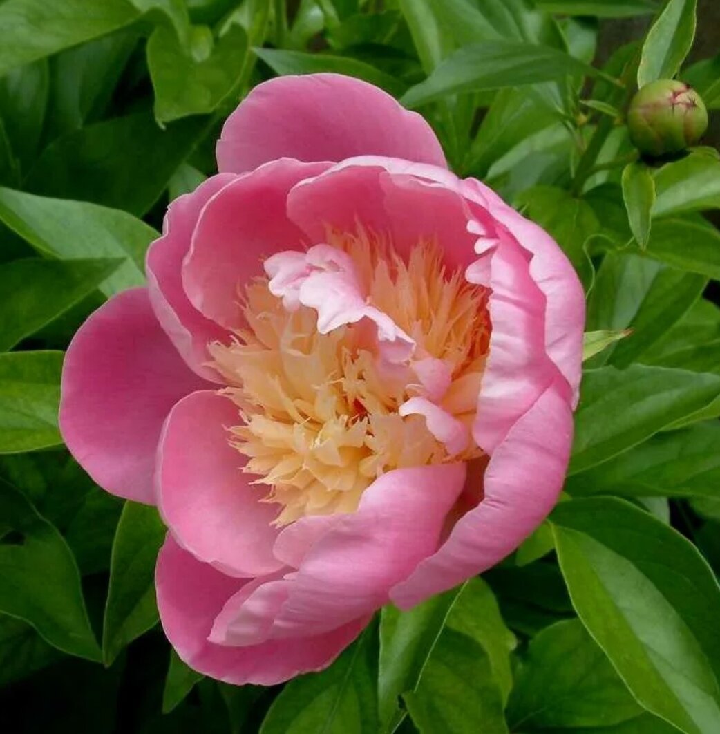 Пион Paeonia