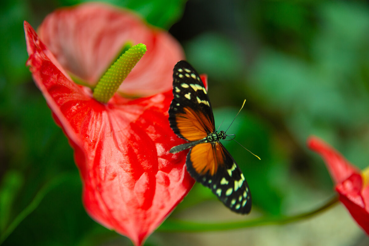 Картинка с бесплатного фотостока https://unsplash.com, автор Sergey Koop