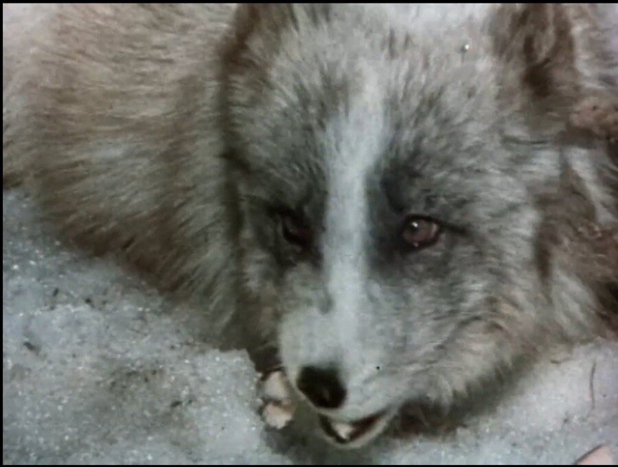 Недопёсок Наполеон III. Кадр из фильма, скриншот