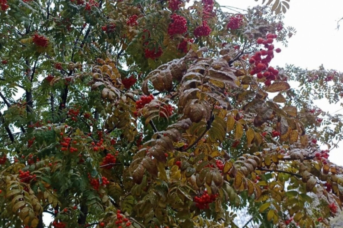    Циклон принесет в Ярославль ледяные дожди и снегопады