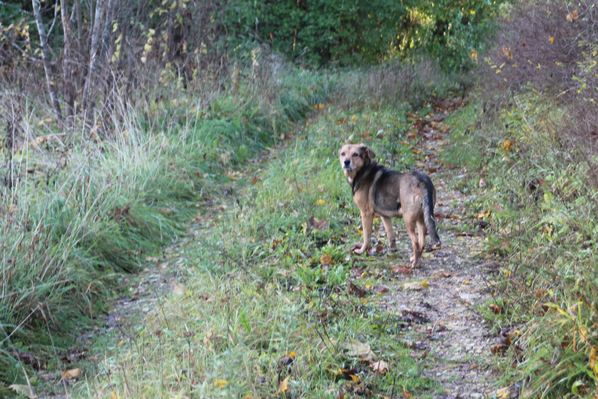 Собака Грета в Тринадцитиморье. Фото Автора.