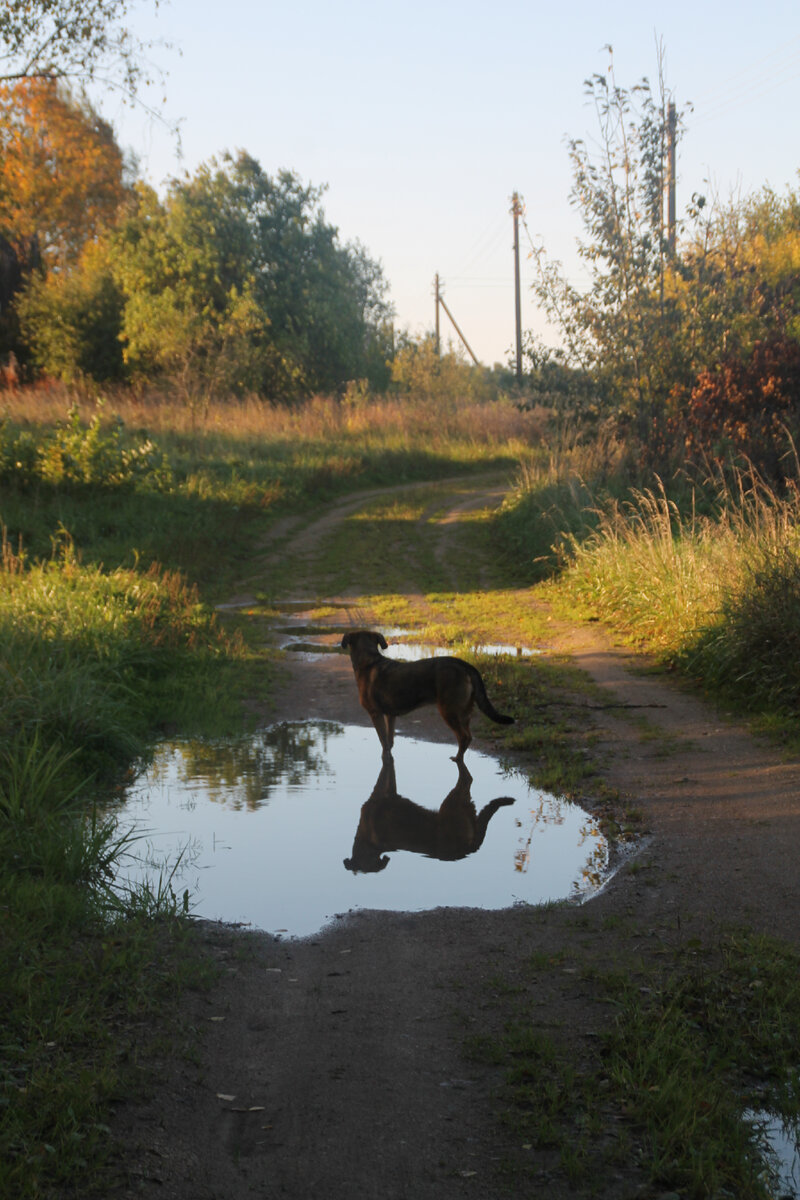 Собака Грета в Тринадцитиморье. Фото Автора.