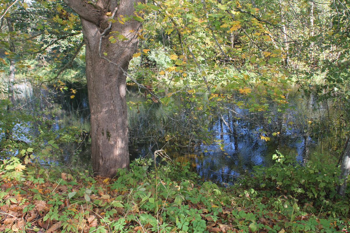 Река Утроя в Псковской области.(фото Автора).