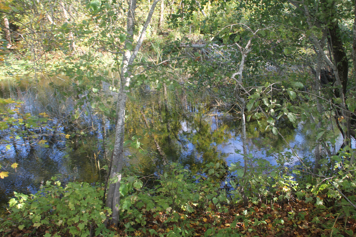 Река Утроя в Псковской области.(фото Автора). 