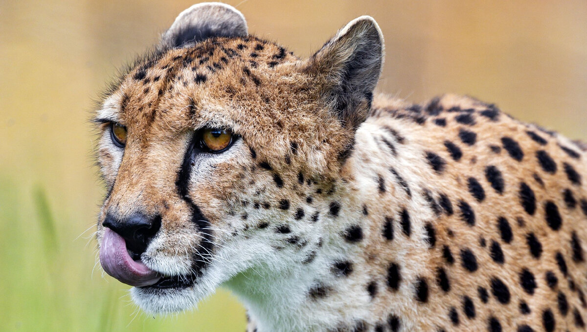 Гепард - самый быстрый! И самый разговорчивый 🐆 | Зелёный дол 🌱 | Дзен