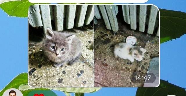 Крохи совсем. Оторвали от мамки и подбросили в подъезд