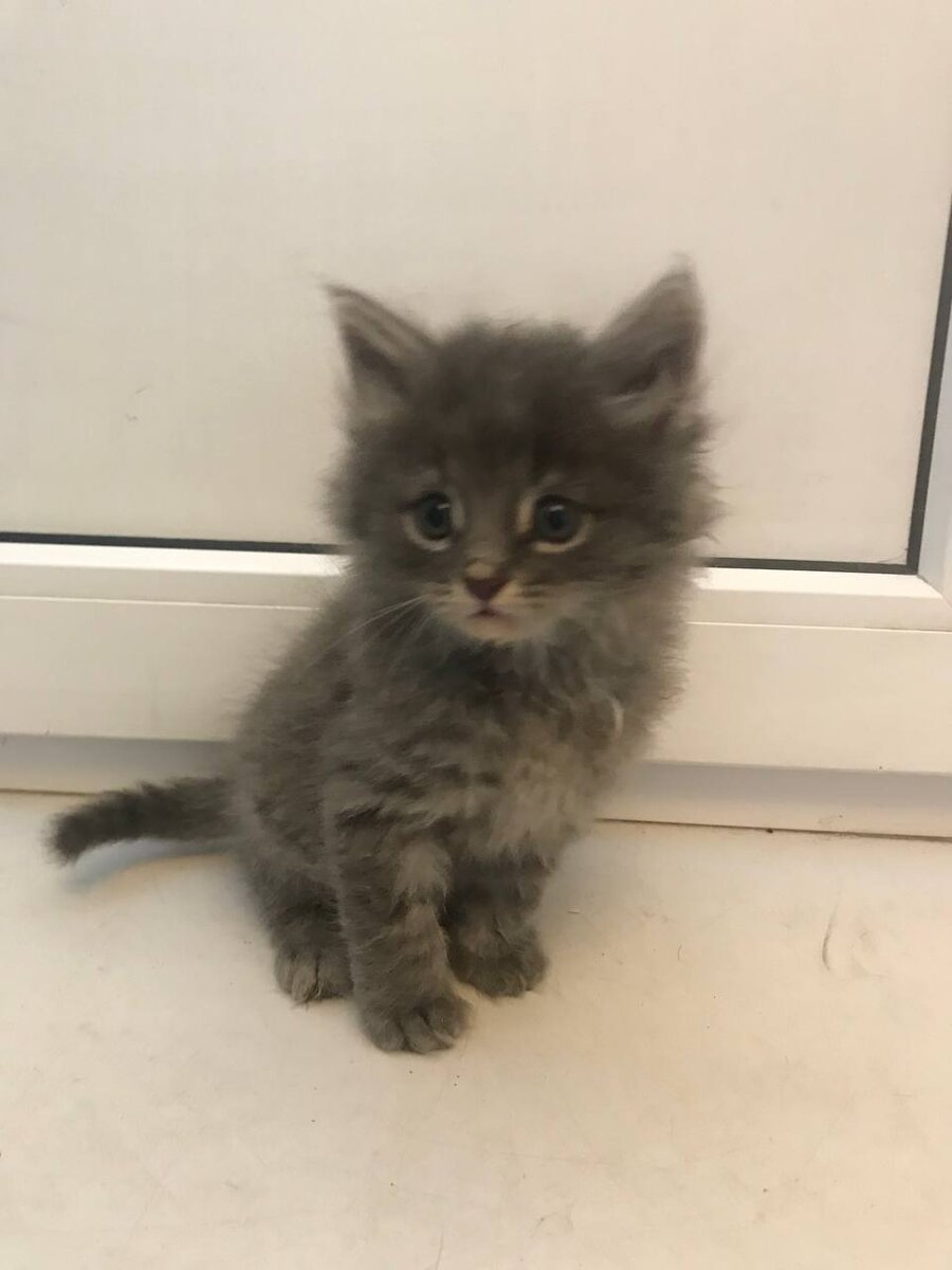 Пушистый шар