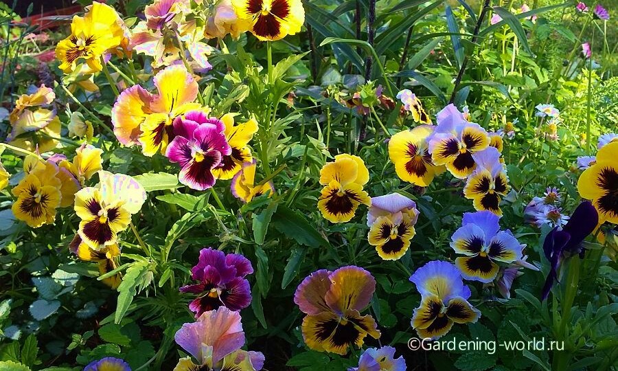 Как посеять анютины глазки под зиму и получить цветущую клумбу на следующий год