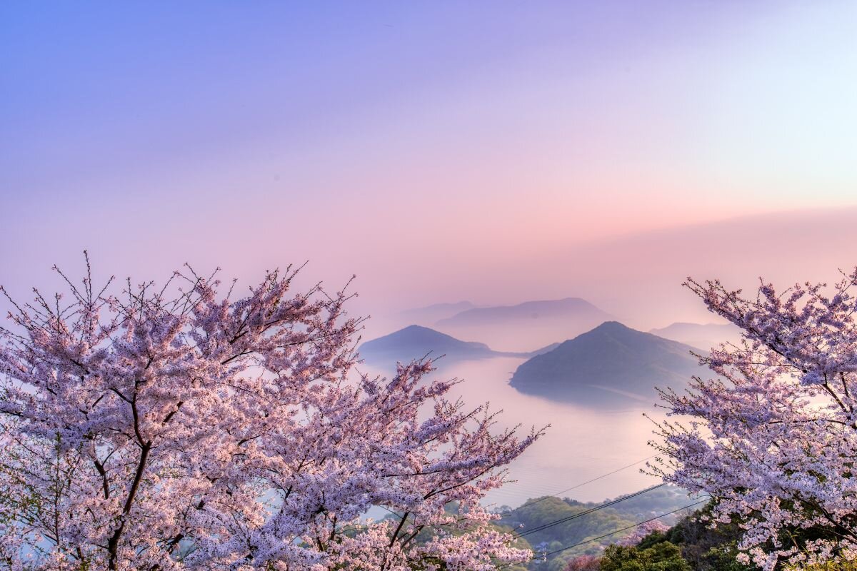 Дальние дали в обрамлении прекрасных деревьев сакуры..