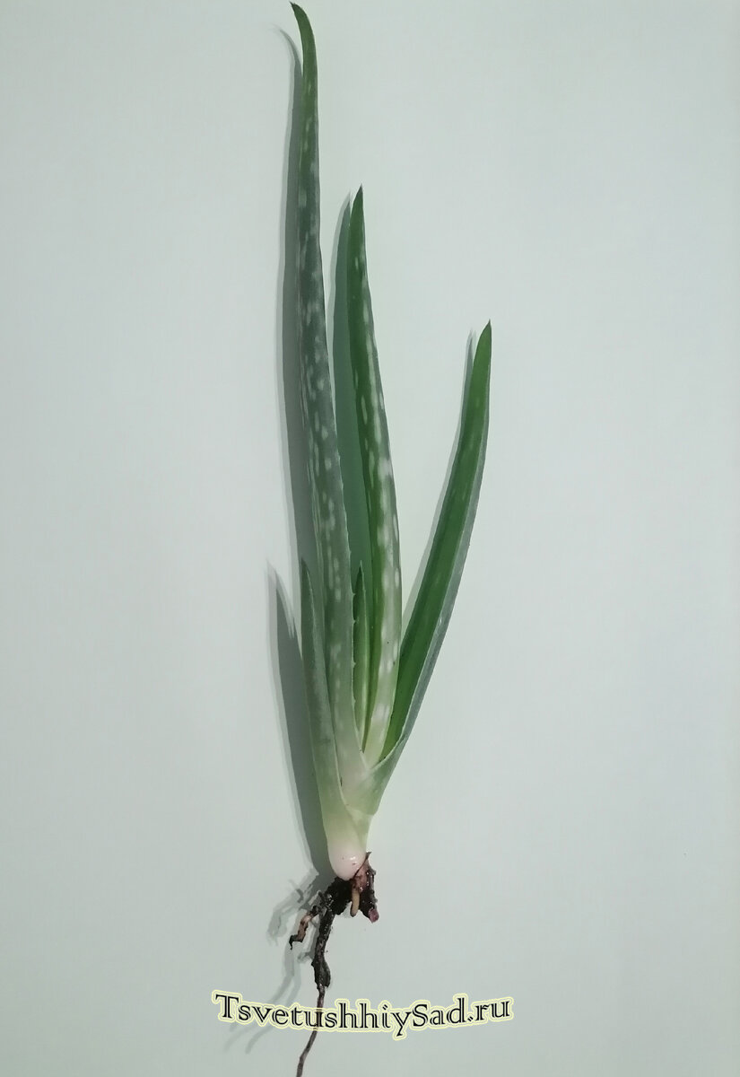 Алоэ Вера детка с небольшой корневой системой.