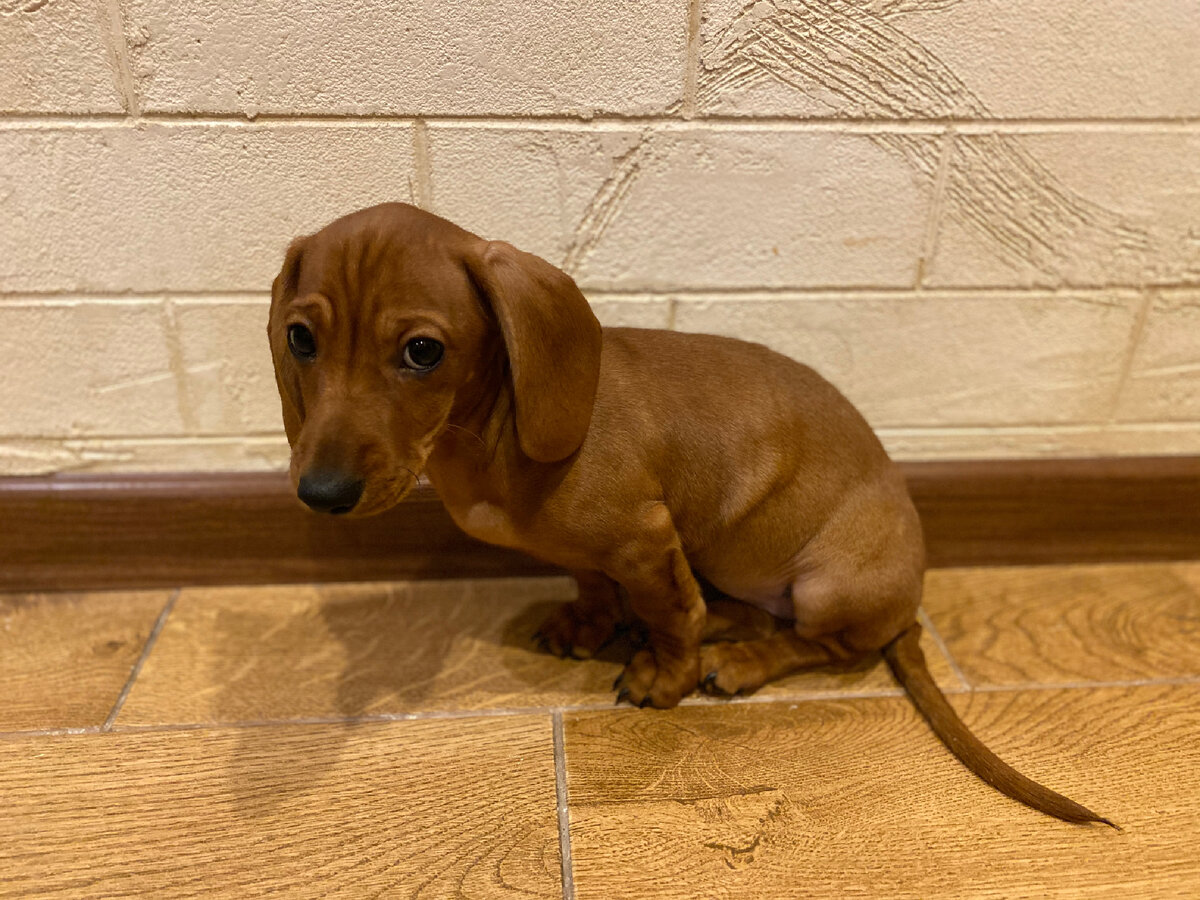 Ноябрь 2019. Фитакса первый месяц живет у нас дома