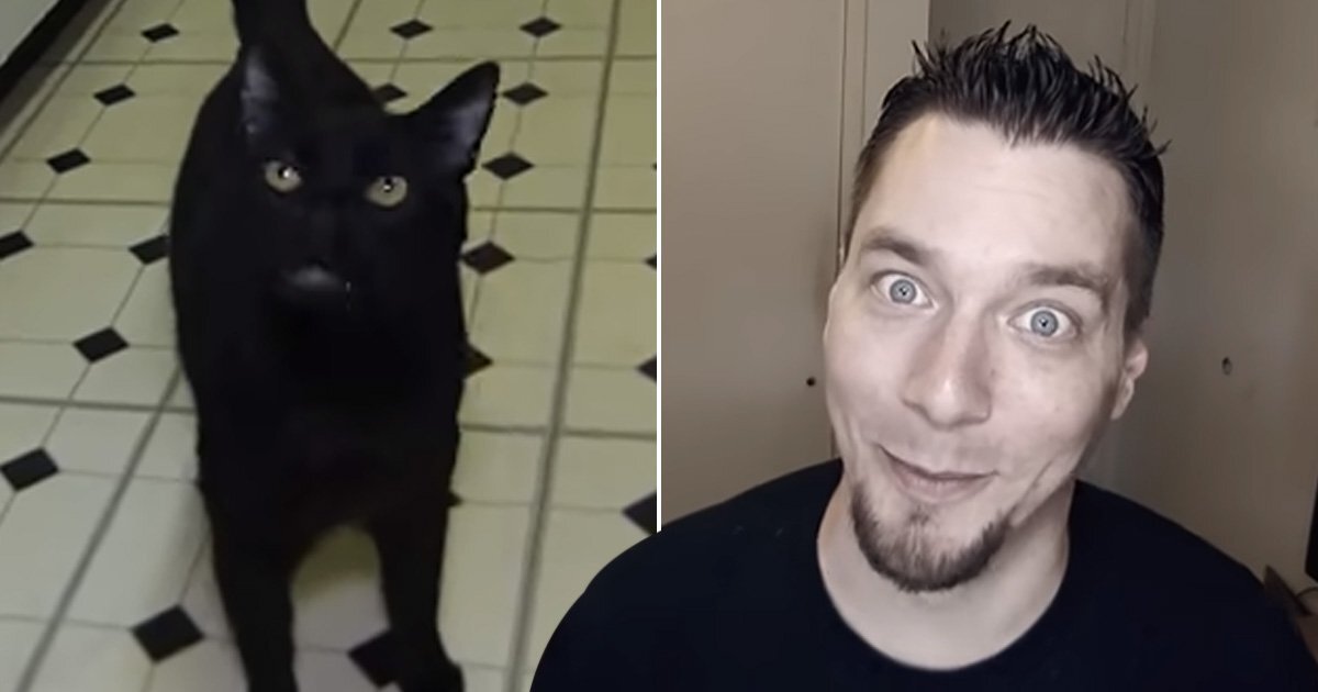 Steve cat. Стив кэш актер. видеоблогеры коты. steve cash died.