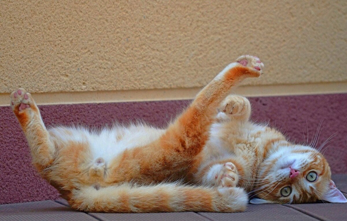 источник фото: https://koshka.top/uploads/posts/2021-12/1639505801_66-koshka-top-p-koti-lezhat-na-spine-69.jpg