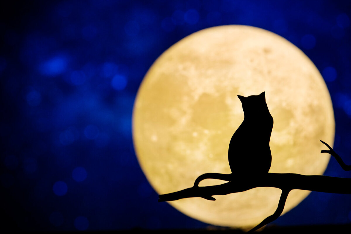     Кровавая Луна взойдёт 28 октября: у каких знаков Зодиака может начаться полоса неудач?