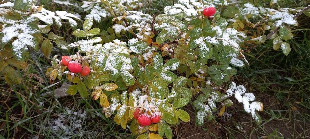 Фото Никитина Дениса