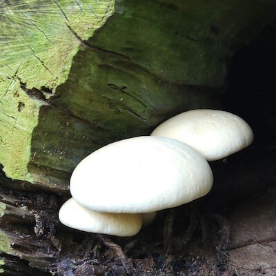 фото для иллюстрации взято из источников со свободным доступом