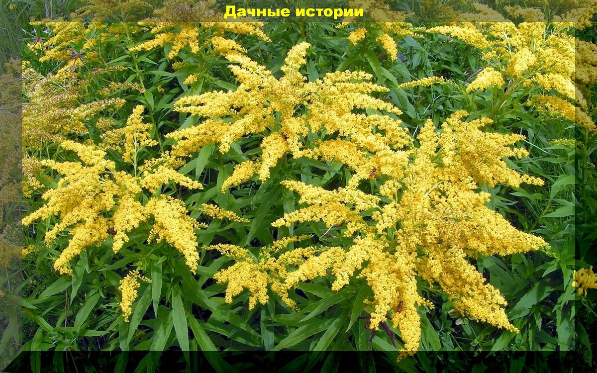 https://vk.com/photo-159774511_457262330. Золотарник
