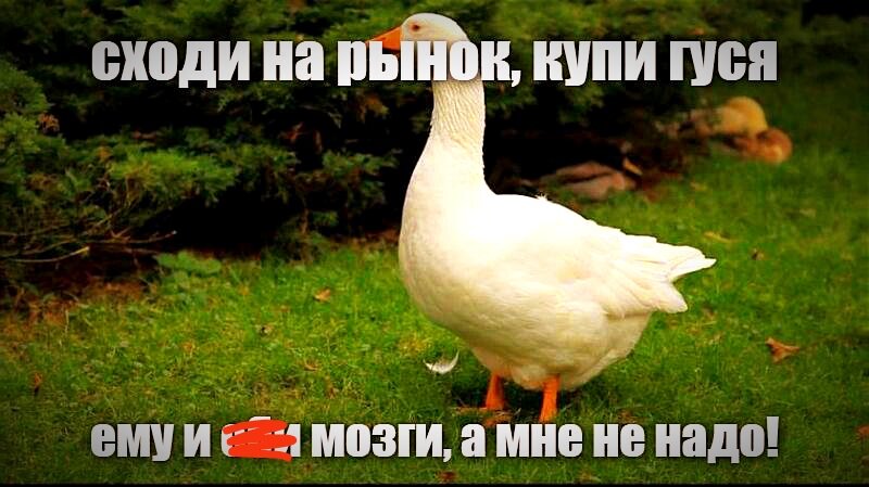 А почему бы и нет?